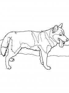 Husky coloring page 10