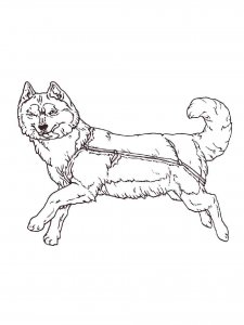 Husky coloring page 11