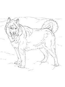 Husky coloring page 12