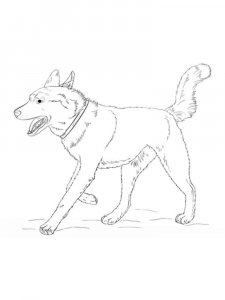 Husky coloring page 14