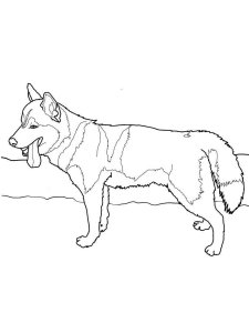Husky coloring page 15