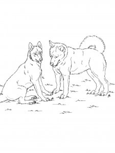 Husky coloring page 18