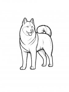 Husky Coloring Pages 20
