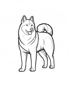 Husky coloring page 21