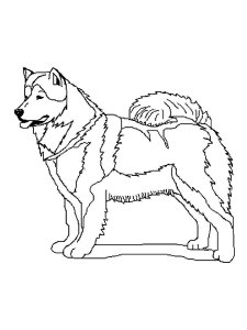 Husky coloring page 4