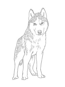 Husky coloring page 5