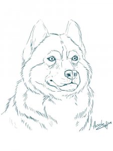 Husky coloring page - picture 6