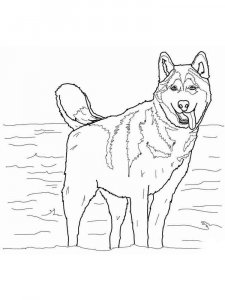 Husky coloring page 8
