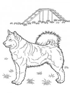 Husky coloring page 9