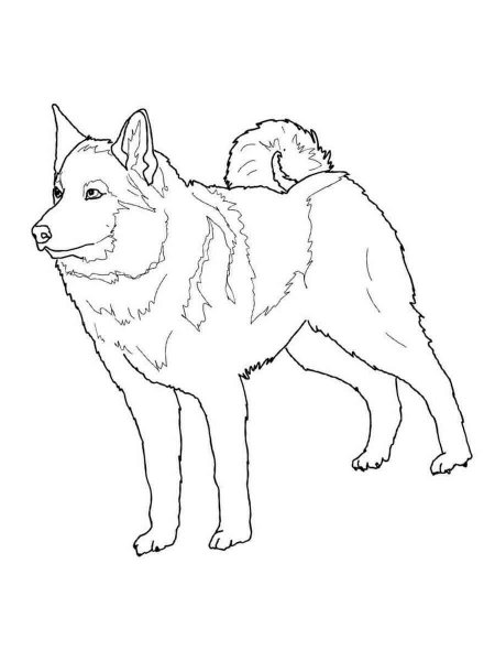 Husky coloring pages