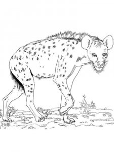 Hyena coloring page - picture 22