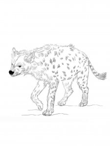 Hyena coloring page - picture 25