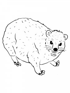 Hyrax coloring page - picture 3