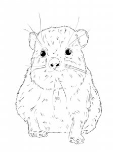 Hyrax coloring page - picture 4