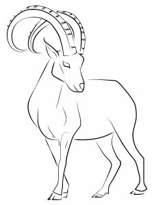 Ibex coloring page - picture 1