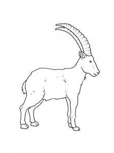 Ibex coloring page - picture 11