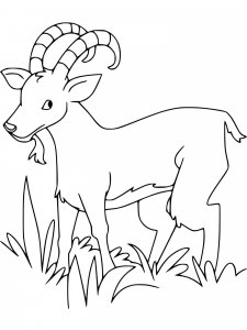 Ibex coloring page - picture 12