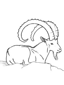 Ibex coloring page - picture 14