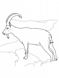 Ibex coloring page - picture 6