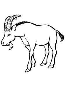 Ibex coloring page - picture 8