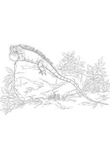Iguana coloring page - picture 11