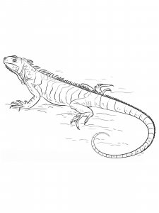 Iguana coloring page - picture 12