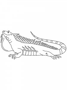 Iguana coloring page - picture 14