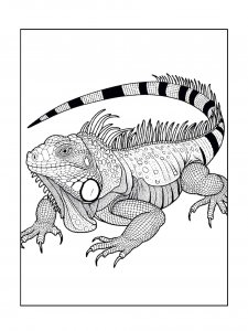 Iguana Coloring Pages 25