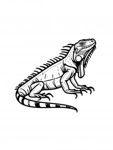 Iguana Coloring Pages 30