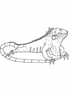 Iguana coloring page - picture 6