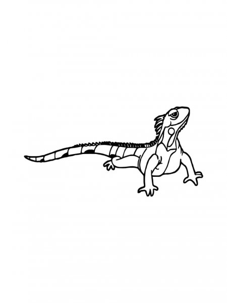 Iguana coloring pages