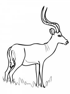 Impala coloring page - picture 1