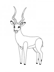 Impala coloring page - picture 10