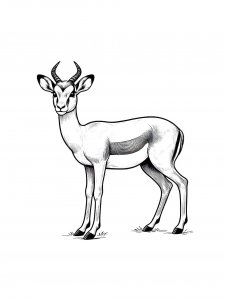 Impala Coloring Pages 19