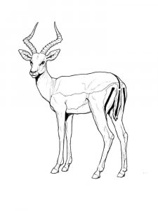 Impala coloring page - picture 2