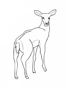 Impala coloring page - picture 3