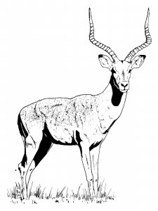 Impala coloring page - picture 4
