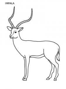 Impala coloring page - picture 7