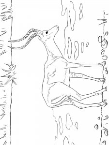Impala coloring page - picture 8