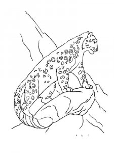 Irbis coloring page - picture 1
