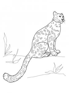 Irbis coloring page - picture 10
