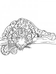 Irbis coloring page - picture 11