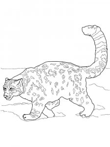 Irbis coloring page - picture 4