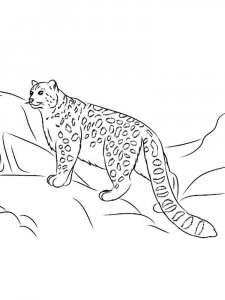 Irbis coloring page - picture 7