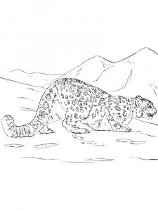 Irbis coloring page - picture 8