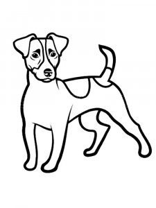 Jack Russell Terrier coloring page - picture 11