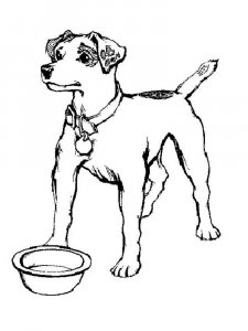 Jack Russell Terrier coloring page - picture 14