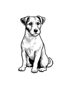 Jack Russell Terrier Coloring Pages 25