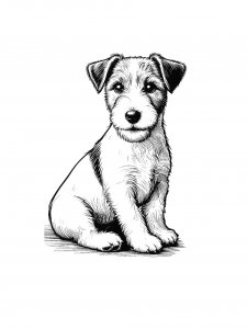 Jack Russell Terrier Coloring Pages 28