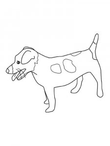Jack Russell Terrier coloring page - picture 5